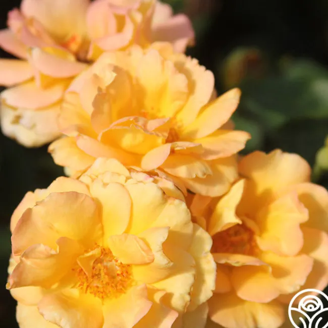 Dawn Chorus>Heirloom Roses Outlet