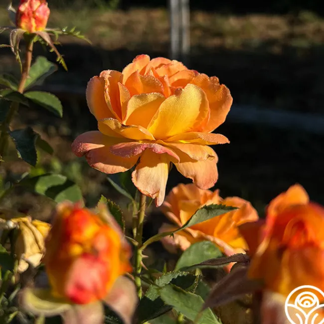 Dawn Chorus>Heirloom Roses Outlet
