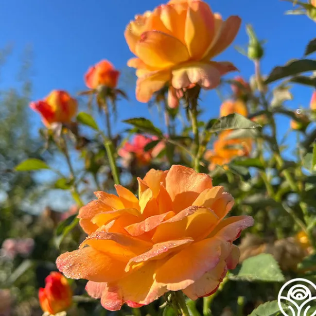 Dawn Chorus>Heirloom Roses Outlet
