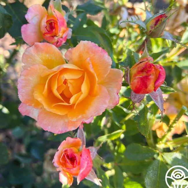 Dawn Chorus>Heirloom Roses Outlet