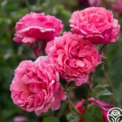 Dee-Lish®>Heirloom Roses