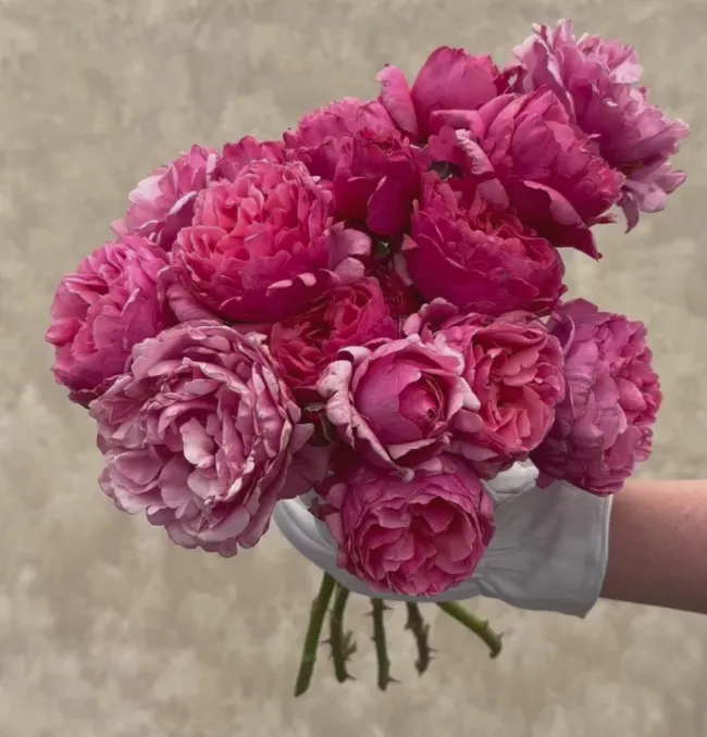 Dee-Lish®>Heirloom Roses