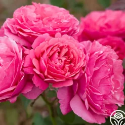 Dee-Lish®><noscript><img width=