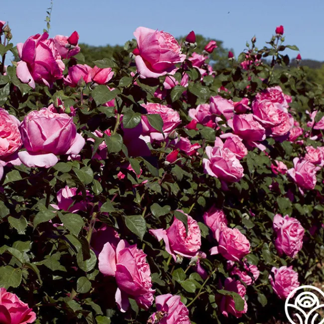 Dee-Lish®>Heirloom Roses