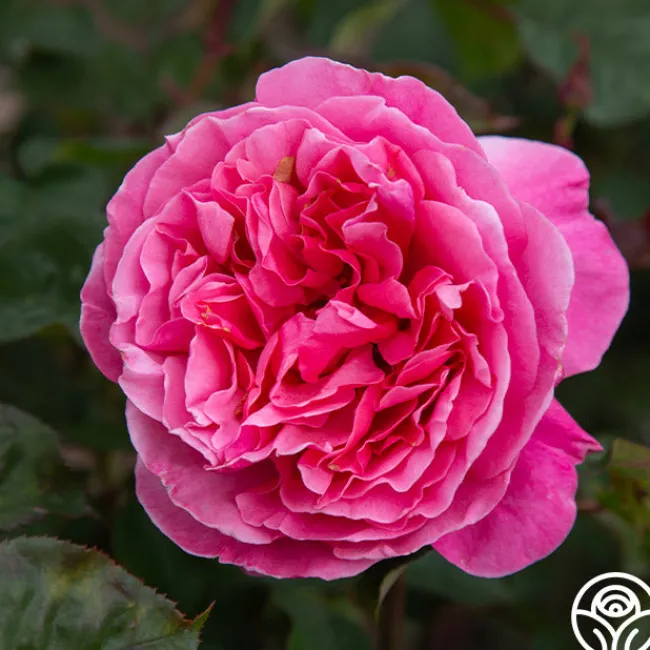 Dee-Lish®>Heirloom Roses