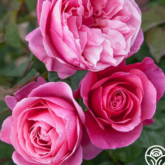 Dee-Lish®>Heirloom Roses