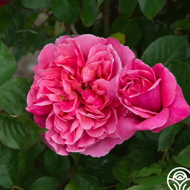 Dee-Lish®>Heirloom Roses