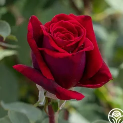 Deep Secret>Heirloom Roses New