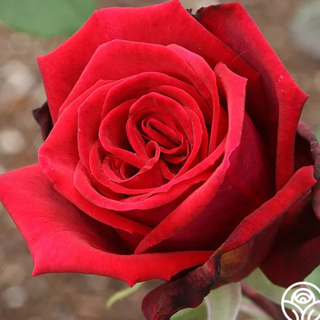 Deep Secret>Heirloom Roses New