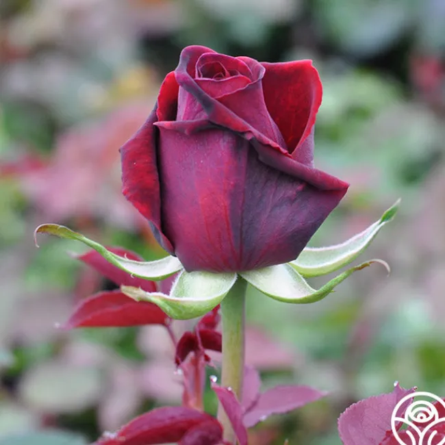 Deep Secret>Heirloom Roses New