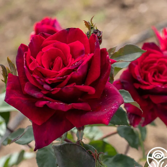 Deep Secret>Heirloom Roses New