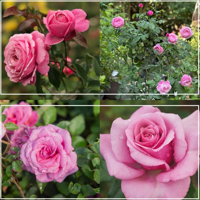 Deeply Fragrant Collection>Heirloom Roses Online