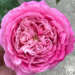 Deeply Fragrant Collection>Heirloom Roses Online