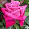 Dejá Blu™>Heirloom Roses Sale