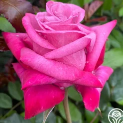 Dejá Blu™>Heirloom Roses Sale