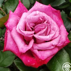 Dejá Blu™>Heirloom Roses Sale