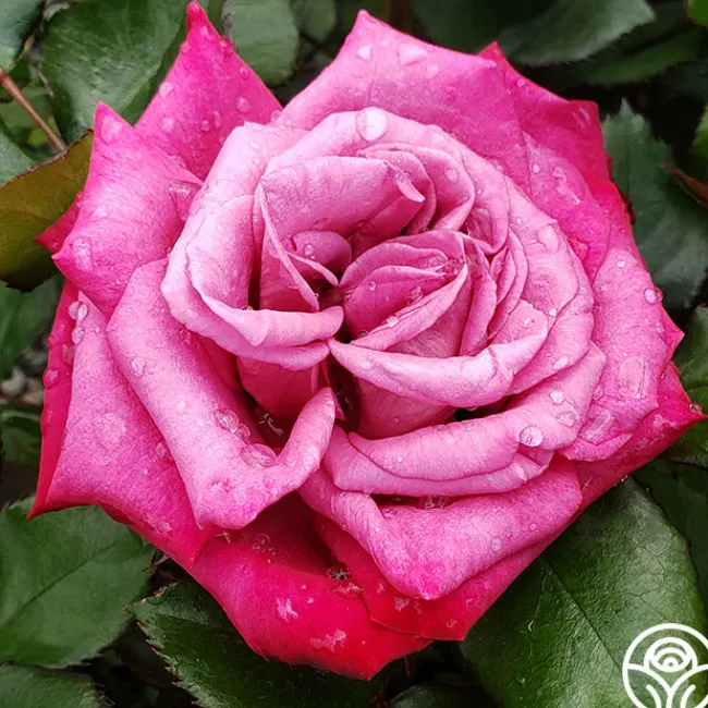 Dejá Blu™>Heirloom Roses Sale