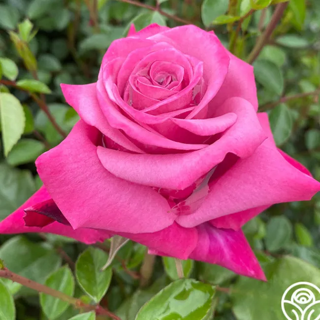 Dejá Blu™>Heirloom Roses Sale