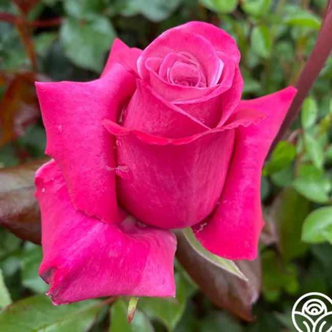 Dejá Blu™>Heirloom Roses Sale