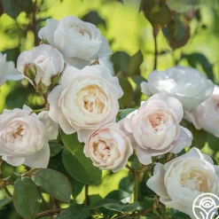 Desdemona>Heirloom Roses Best