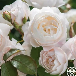 Desdemona>Heirloom Roses Best