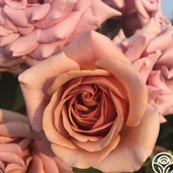 Desert Tones Bouquet Collection><noscript><img width=