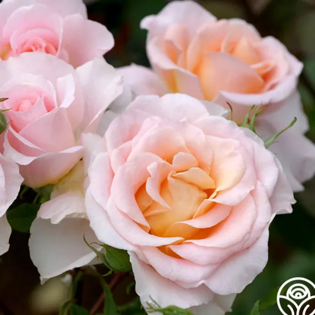 Desirée™>Heirloom Roses Best