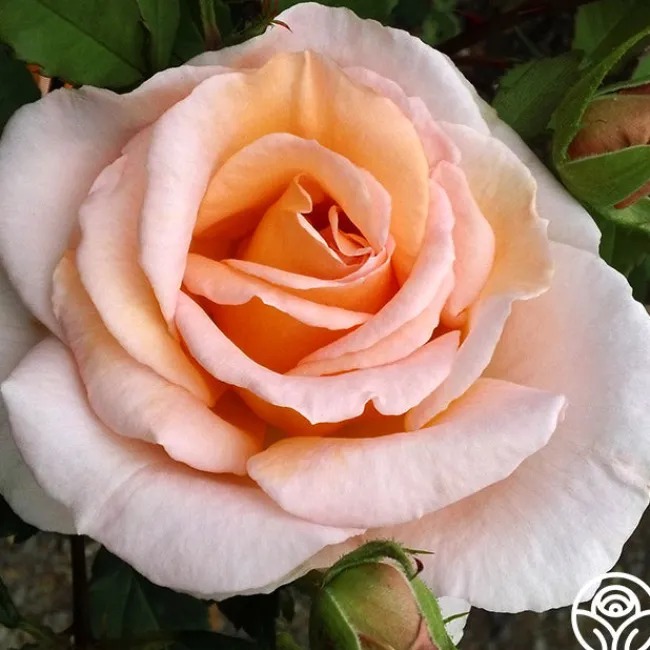 Desirée™>Heirloom Roses Best