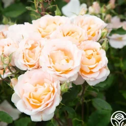 Desirée™><noscript><img width=
