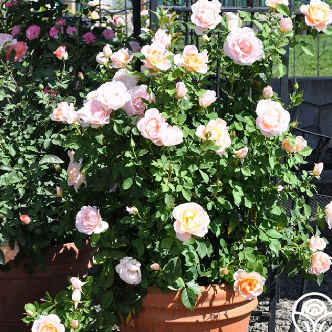 Desirée™>Heirloom Roses Best