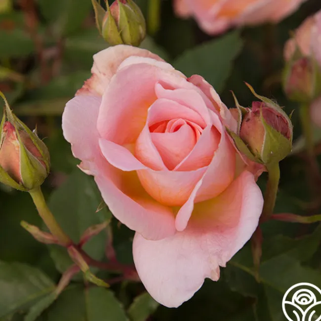 Desirée™>Heirloom Roses Best