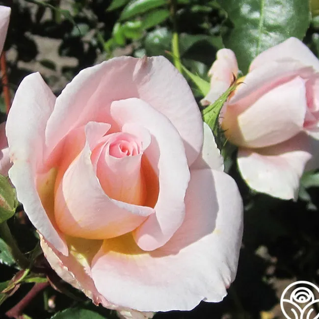 Desirée™>Heirloom Roses Best