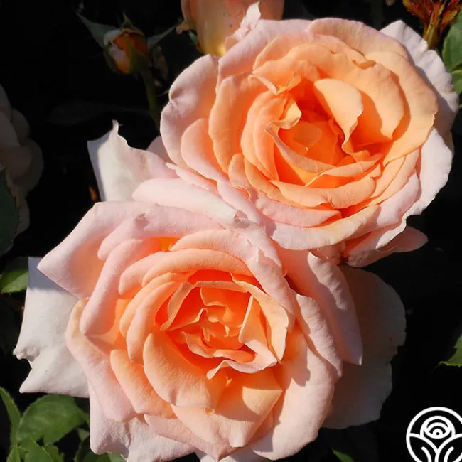 Desirée™>Heirloom Roses Best