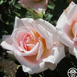 Desirée™><noscript><img width=