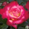 Dick Clark>Heirloom Roses Sale