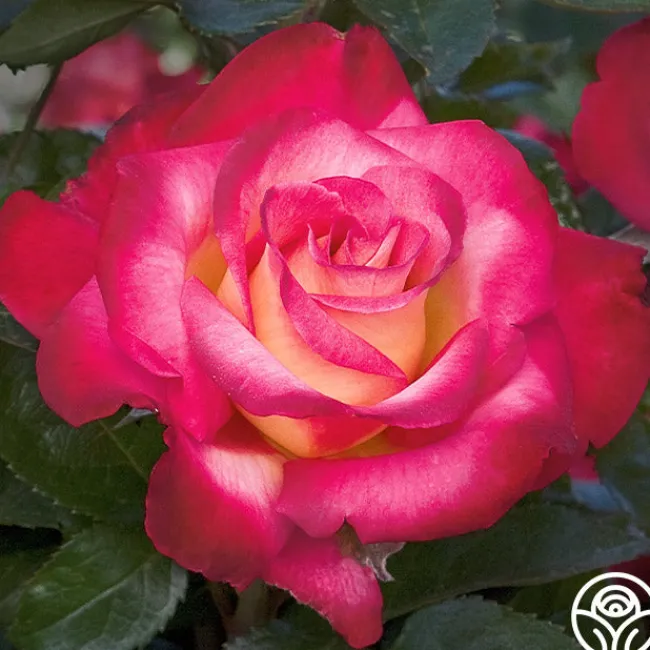 Dick Clark>Heirloom Roses Sale