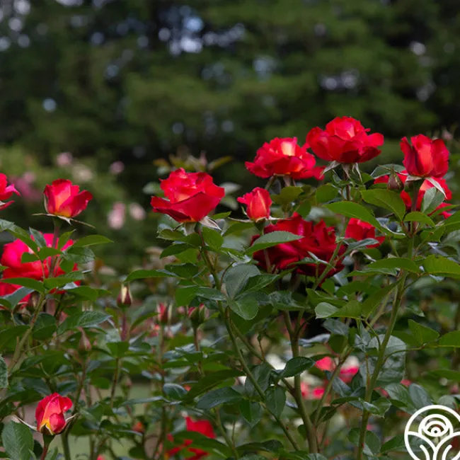 Dick Clark>Heirloom Roses Sale
