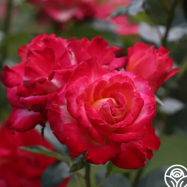 Dick Clark>Heirloom Roses Sale