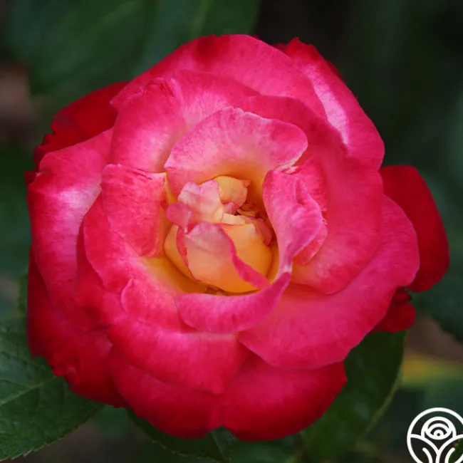 Dick Clark>Heirloom Roses Sale