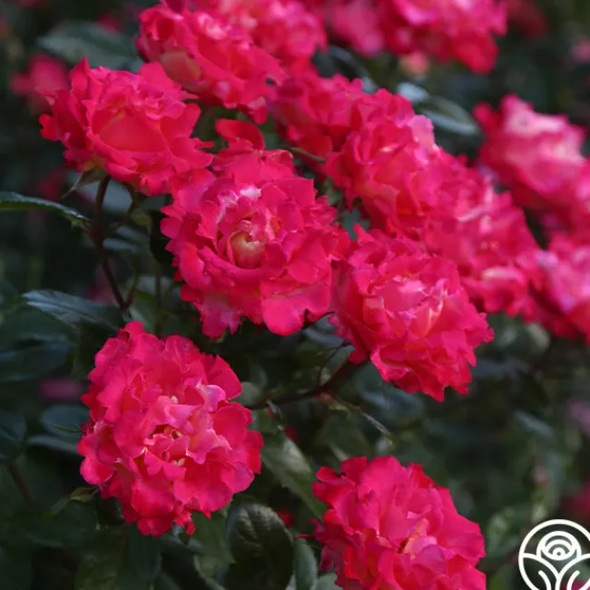 Dick Clark>Heirloom Roses Sale