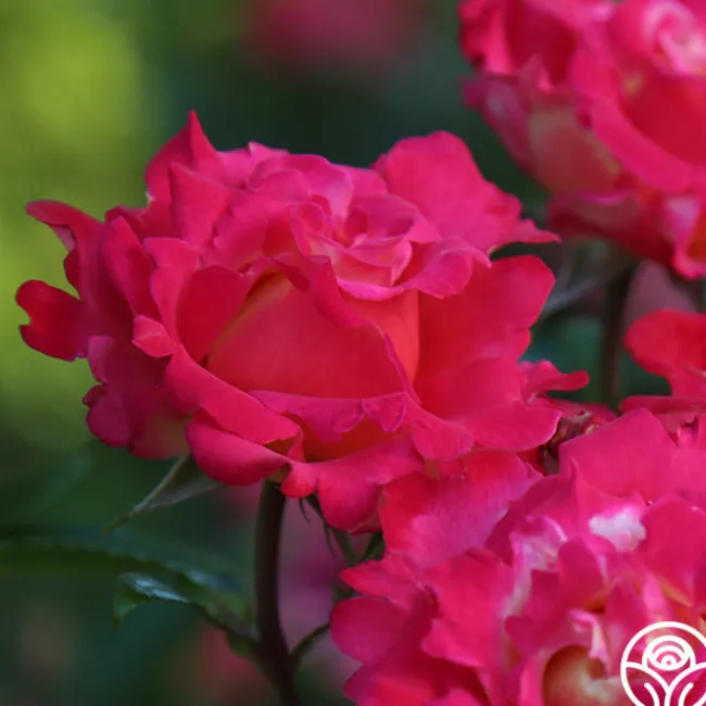 Dick Clark>Heirloom Roses Sale