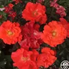Disco Dancer®>Heirloom Roses