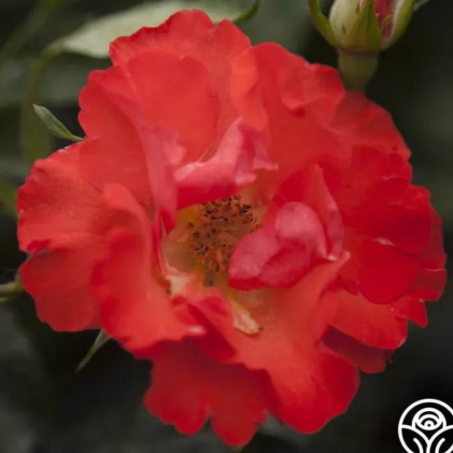 Disco Dancer®>Heirloom Roses