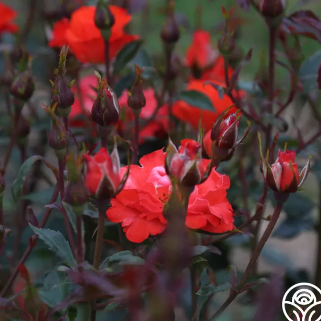Disco Dancer®>Heirloom Roses