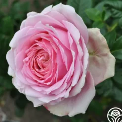 Discovery™>Heirloom Roses Hot