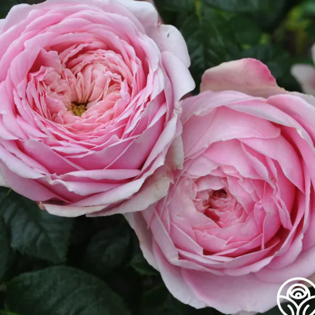 Discovery™>Heirloom Roses Hot