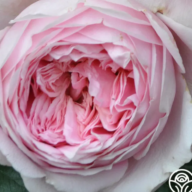 Discovery™>Heirloom Roses Hot