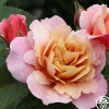 Distant Drums>Heirloom Roses Outlet