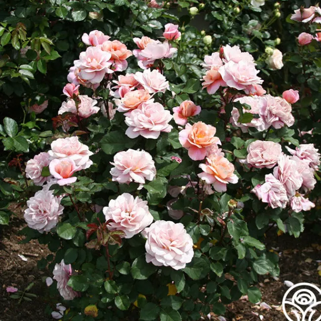 Distant Drums>Heirloom Roses Outlet