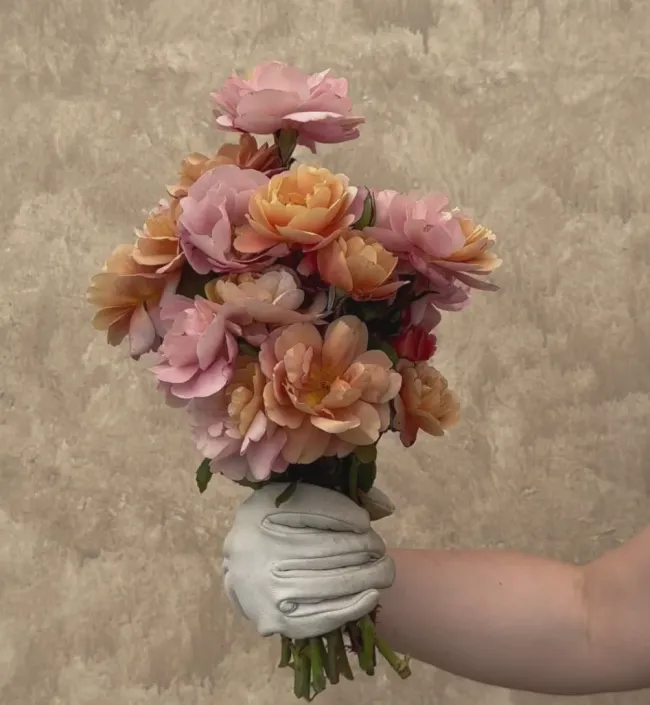 Distant Drums>Heirloom Roses Outlet